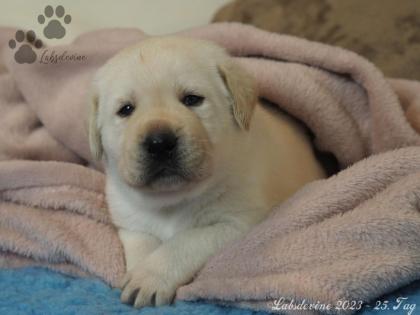 Labrador Welpen in gelb
