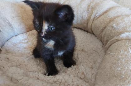 Maine Coon Mix Kitten in ganz lieben Händen abzugeben