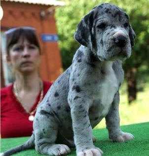 Zum Buch wie Deutsche Dogge Welpen