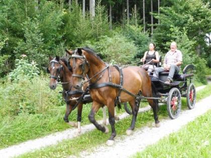 Shettys, Ponys, Reit- und Fahrpferde