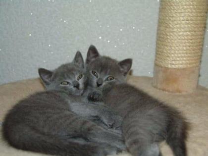 Reinrassige Kartäuser / Chartreux Kitten