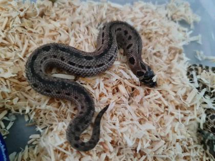 Letzte Heterodon Nasicus NZ 24