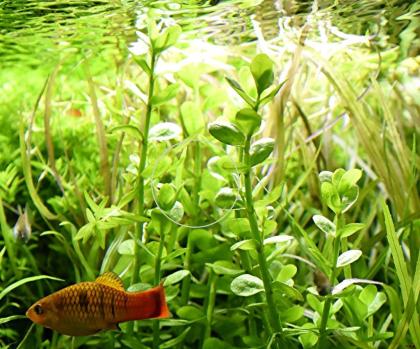Großes Fettblatt, Aquariumpflanze, Versand/ Abholung