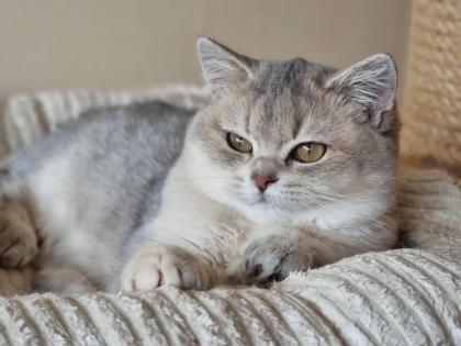 Bkh britisch kurzhaar kitten