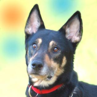 SKYLO - Mix - 5 Jahre - Tierhilfe-Franken e.V.