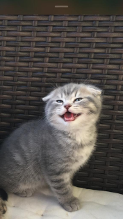 Süße BKH Black-Golden / Silver Tabby Jungs (Fold/ Strike )