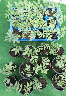 Bio-Tomatenpflanzen zu verkaufen