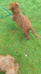 Labradoodle welpen f1 in schoko
