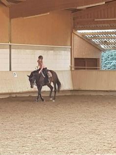 Reitbeteiligung/ Pflegepferd gesucht (Mensch sucht Pferd)