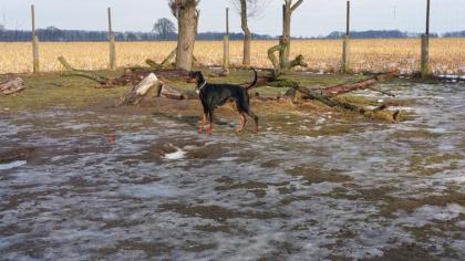 Junge Dobermann Hündin sucht neuen Wirkungskreis