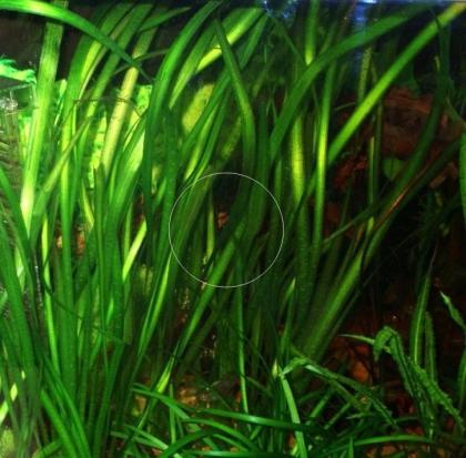 Wasserschraube, Valisneria, Wasserpflanze, Versand, Abholung