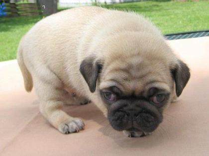 Wunderschöne Liebevoller Reinrassige Wunderschöne Mini Mops Welpen Beige und sch