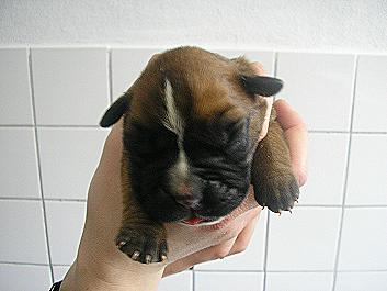 Boxerwelpen  m.P. ab Anfang Mai