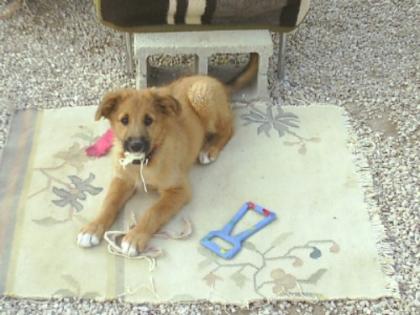Mischlings welpen Lisa und Lucky