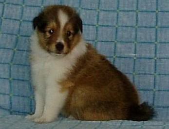 Sheltiewelpen