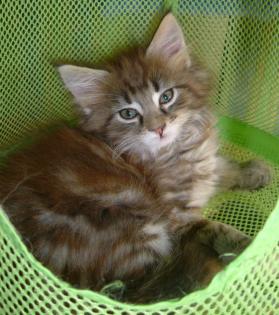 Maine Coon Mädchen , 15 Wochen