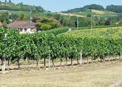 BERGERAC, französischer Wein auf deutsch ....