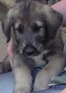 Irish Wolfhound Welpen