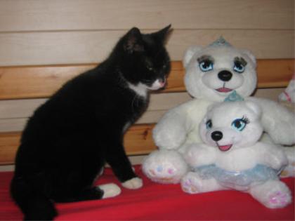 Traumkatze sucht Schmuseopfer !