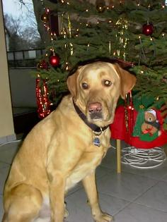 *Blonder Labrador*