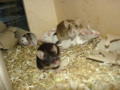 4 Mäuseweibchen