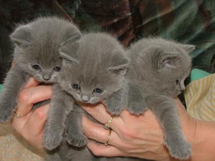 British kurzhaar blau u.whiskasbabies