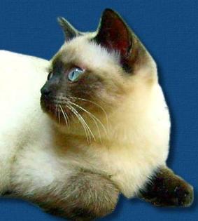 Britisch Kurzhaar ( BKH ) Katzenbabys in seal point