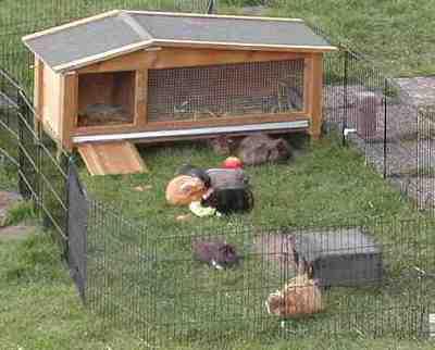 Meerschweinchen aus NRW zu Abgabe!