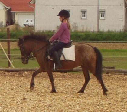 Besonders hübsche Ponystute mit Charakter “Rosi“