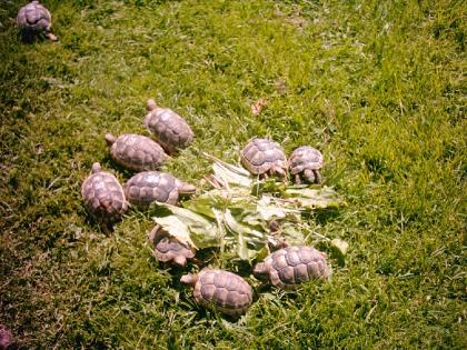 Griechische Landschildkröten NZ2021
