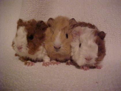 Lunkarya Meerschweinchen