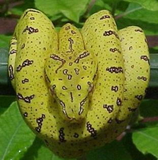 Sorong viridis  ARU