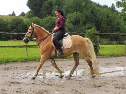 Shettys, Ponys, Reit- und Fahrpferde