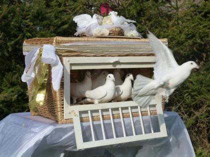 Hochzeitstauben in Halle(Saale) und Umgebung-Saalekreis