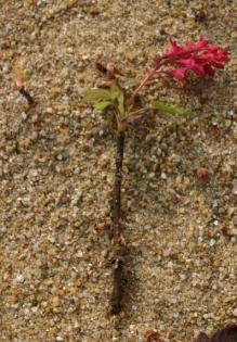 Natürliche Baustoffe