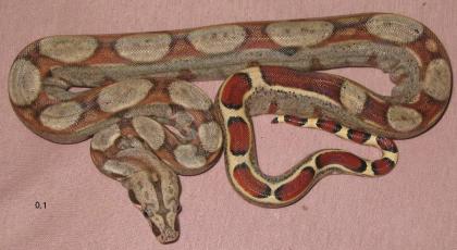 1,3 Boa constrictor Pastell NZ 06