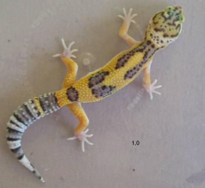 3,3 Eublepharis Macularius super high yellow  subadult