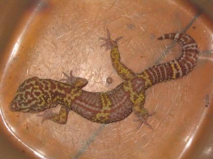 1,1 Eublepharis Macularius tremper albino adult subadult
