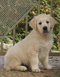 *Golden Retriever Welpen*