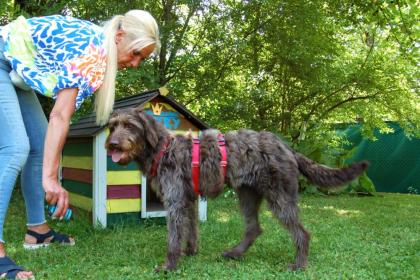 ILSE - Labradoodle - 1 Jahr - Tierhilfe-Franken e.V.