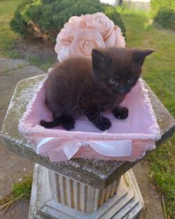 Maine Coon Mix Kitten in ganz lieben Händen abzugeben