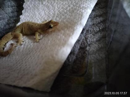 Jungferngecko (Lepidodactylus lugubris)