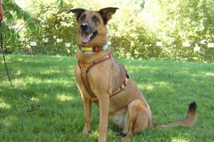 AMY-MA - Mali-Schäferhund-Mix - 7 Jahre - Tierhilfe-Franken e.V.