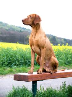 Magyar Vizsla Deckrüde *Parcifal vom Starkenbrunnen* *Kein Verkauf*