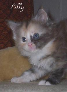 5 typvolle Maine Coon Kitten abzugeben!