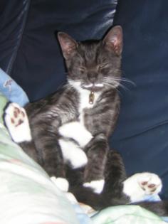 Kater LUCKY vermisst