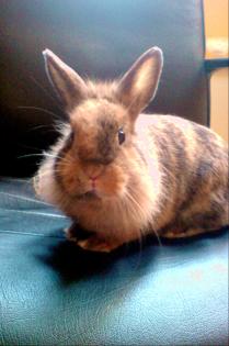 Zwergkaninchen Angel und Pepper suchen ein neues Zuhause