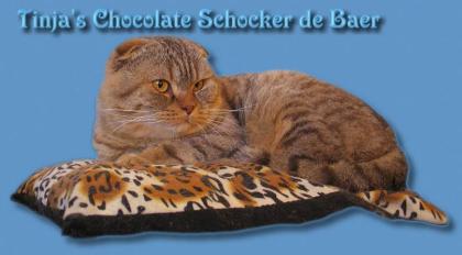 Scottish Fold und Highland Fold Babys abzugeben