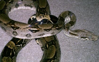 Boa c.c. männchen