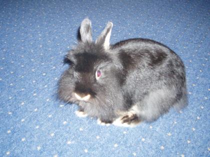 Kaninchen zu verschenken